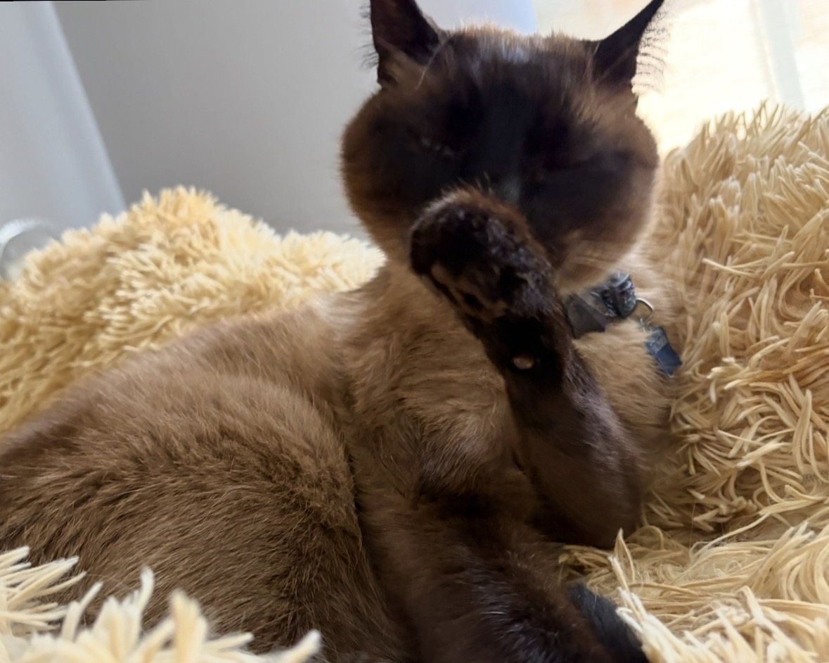 Tonny, a brown siamese cat washing his paw
