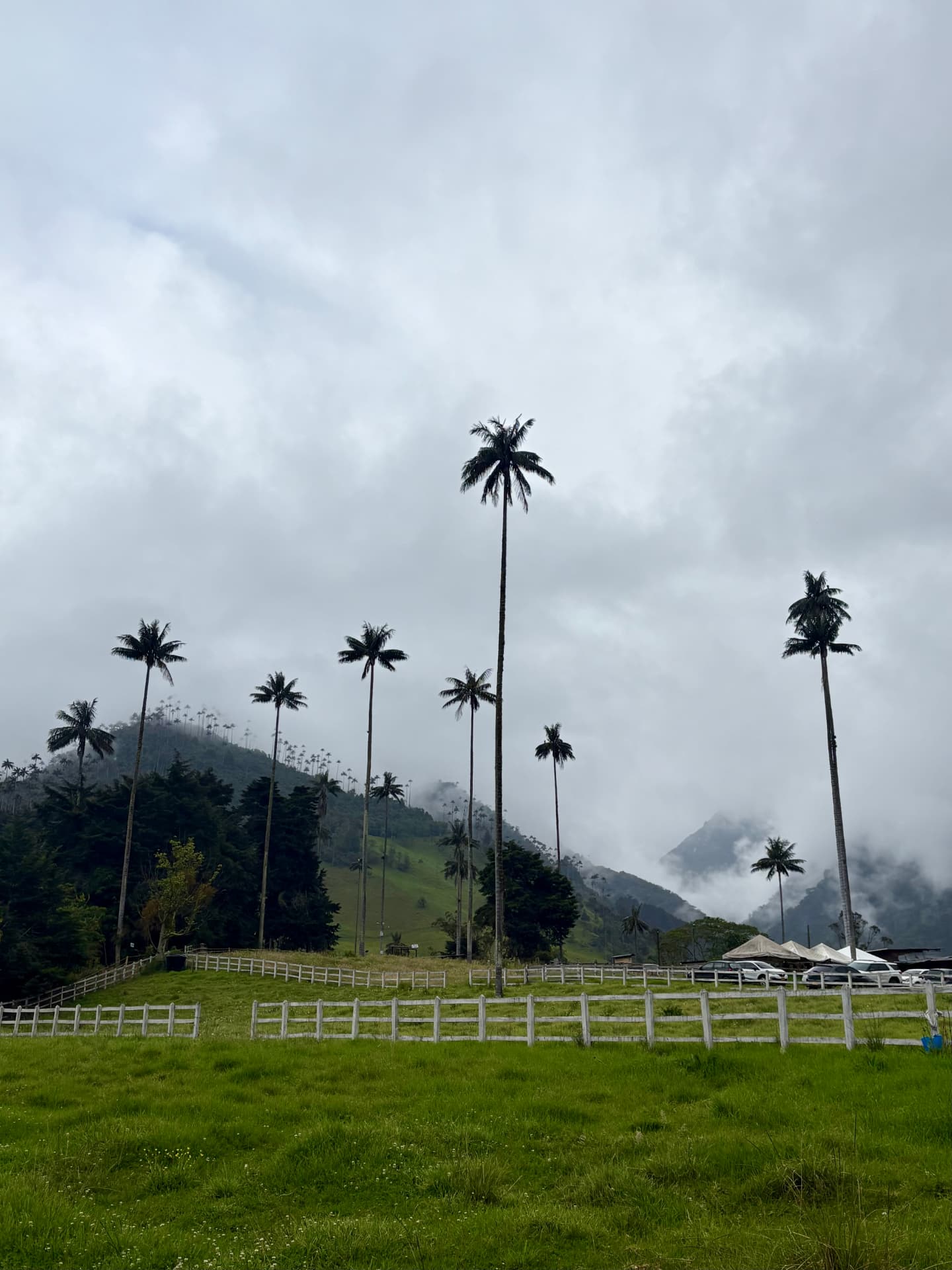 Very tall wax palms on a misty green hillside