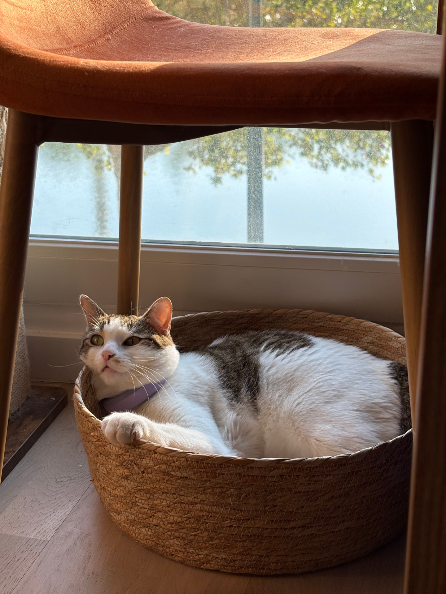 Yuumi, a white and tabby cat resting in a woven basket